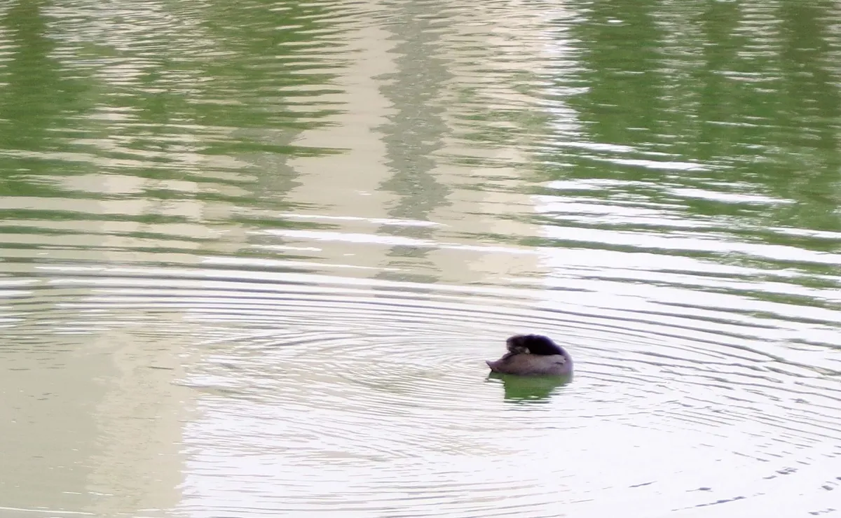 This exterior shot features a small duck gliding across calm lake waters, with gentle ripples radiating outward. The serene setting highlights the beauty of the lakeside location and offers a tranquil backdrop for fishing or bird watching from the deck.