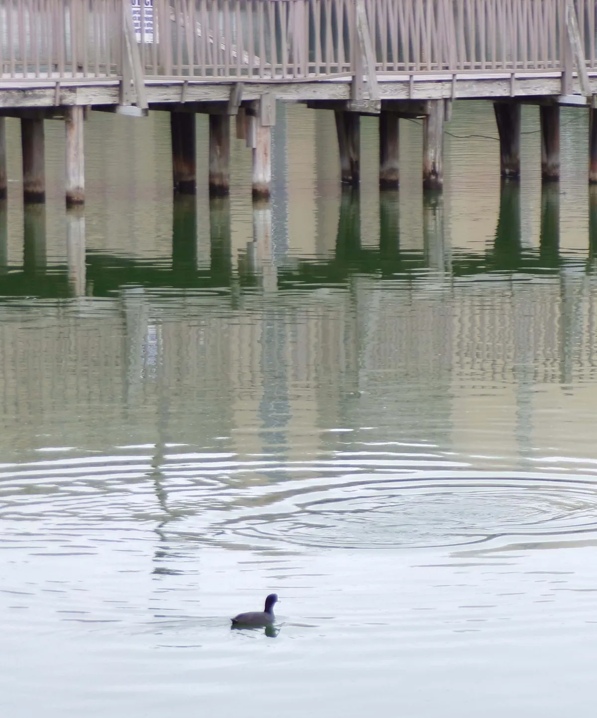 A tranquil exterior shot featuring a wooden dock extending over calm lake water, with a small duck swimming nearby. The rippling water and natural surroundings evoke a peaceful atmosphere. The dock invites fishing, wildlife watching, and lakeside relaxation.